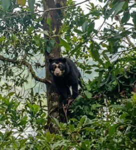 Alerta y expectativa en Santander por avistamiento de oso de anteojos en límites de Zapatoca y Galán