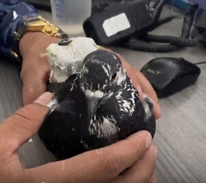 ¡Insólito en Girón! Detienen a una paloma “mensajera” cargada con tecnología en la cárcel de Palogordo